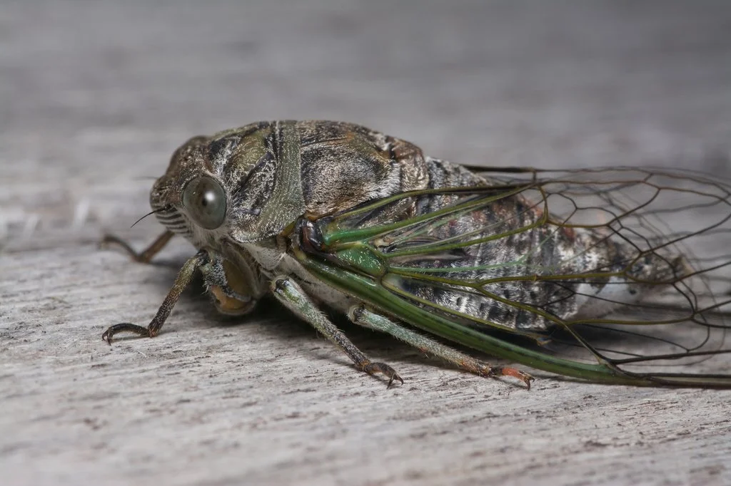 Northern dog-day cicada (Neotibicen canicularis)