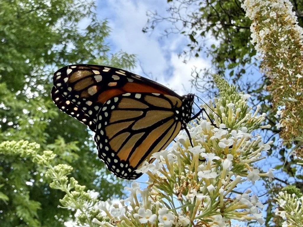 Monarch butterfly (Danaus plexippus)