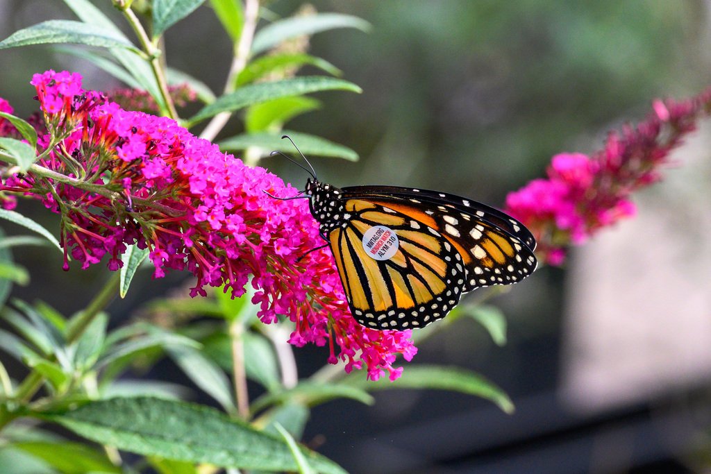 Monarch butterfly