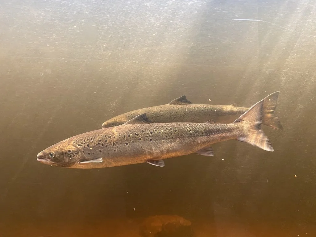 Atlantic salmon (Salmo salar)