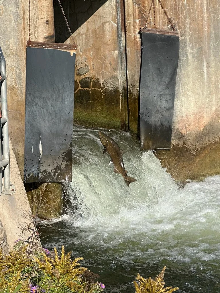 Chinook salmon (Oncorhynchus tshawytscha)