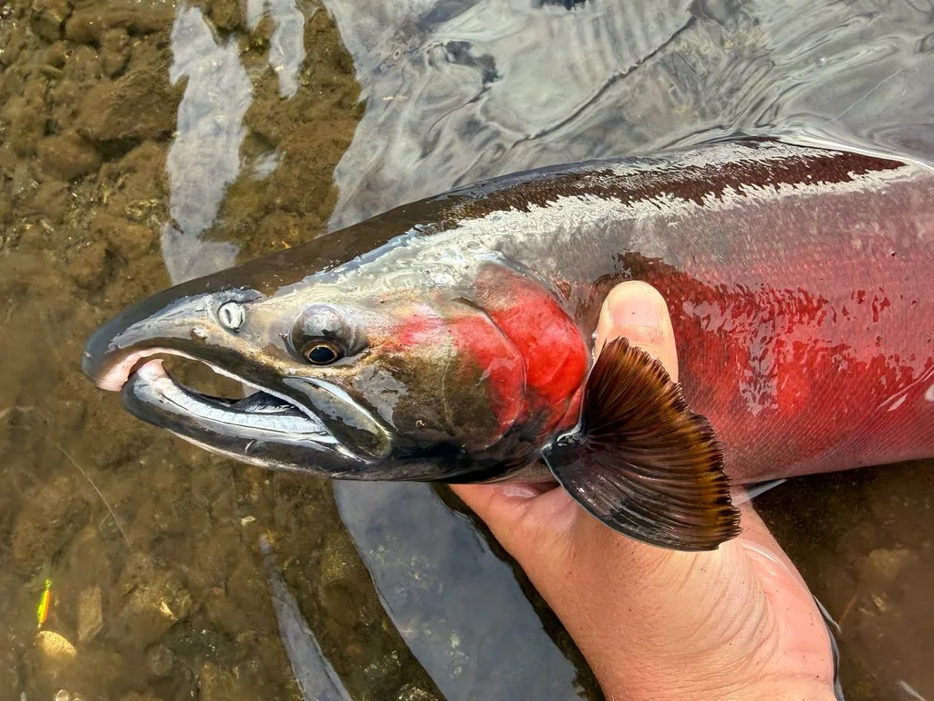 Coho salmon (Oncorhynchus kisutch)