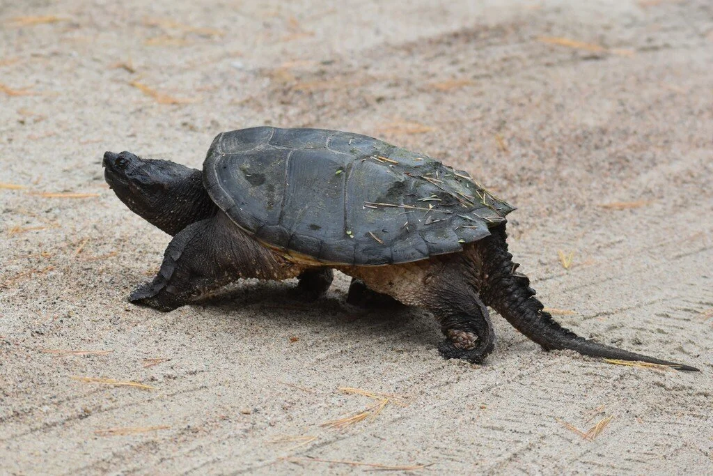 Common snapping turtle (Chelydra serpentina)