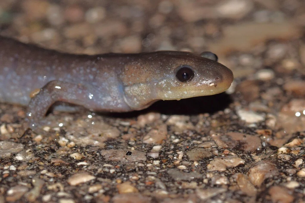 Jefferson salamander (Ambystoma jeffersonianum)