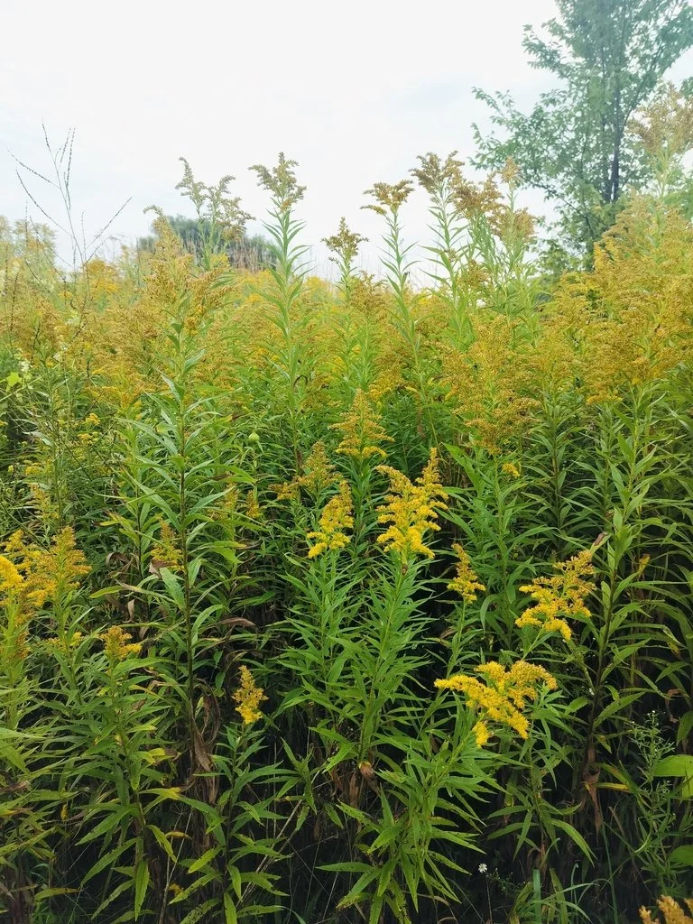 Canada goldenrod (Solidago canadensis)