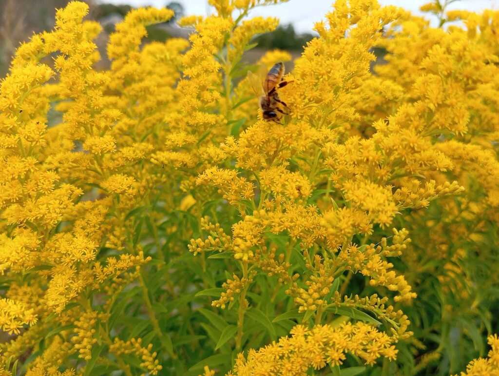 Canada goldenrod (Solidago canadensis)