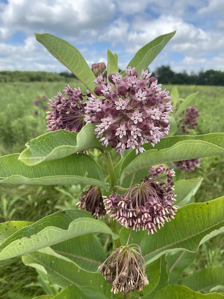 Flowering common milkweed (Asclepias syriaca)