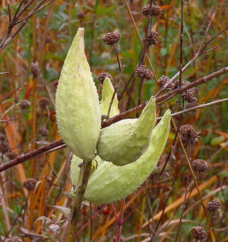 Common milkweed (Asclepias syriaca) seed