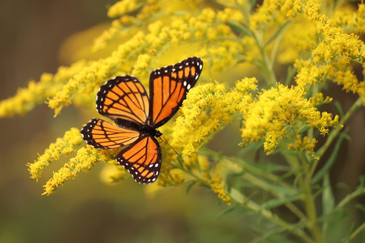 monarch butterfly on goldenrod