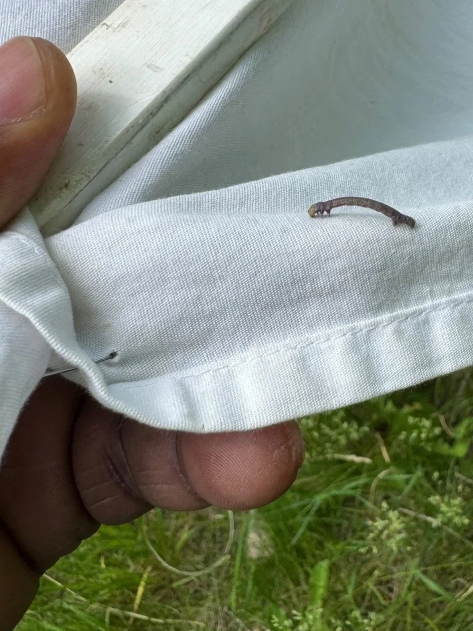moth observed in the Caterpillars Count project