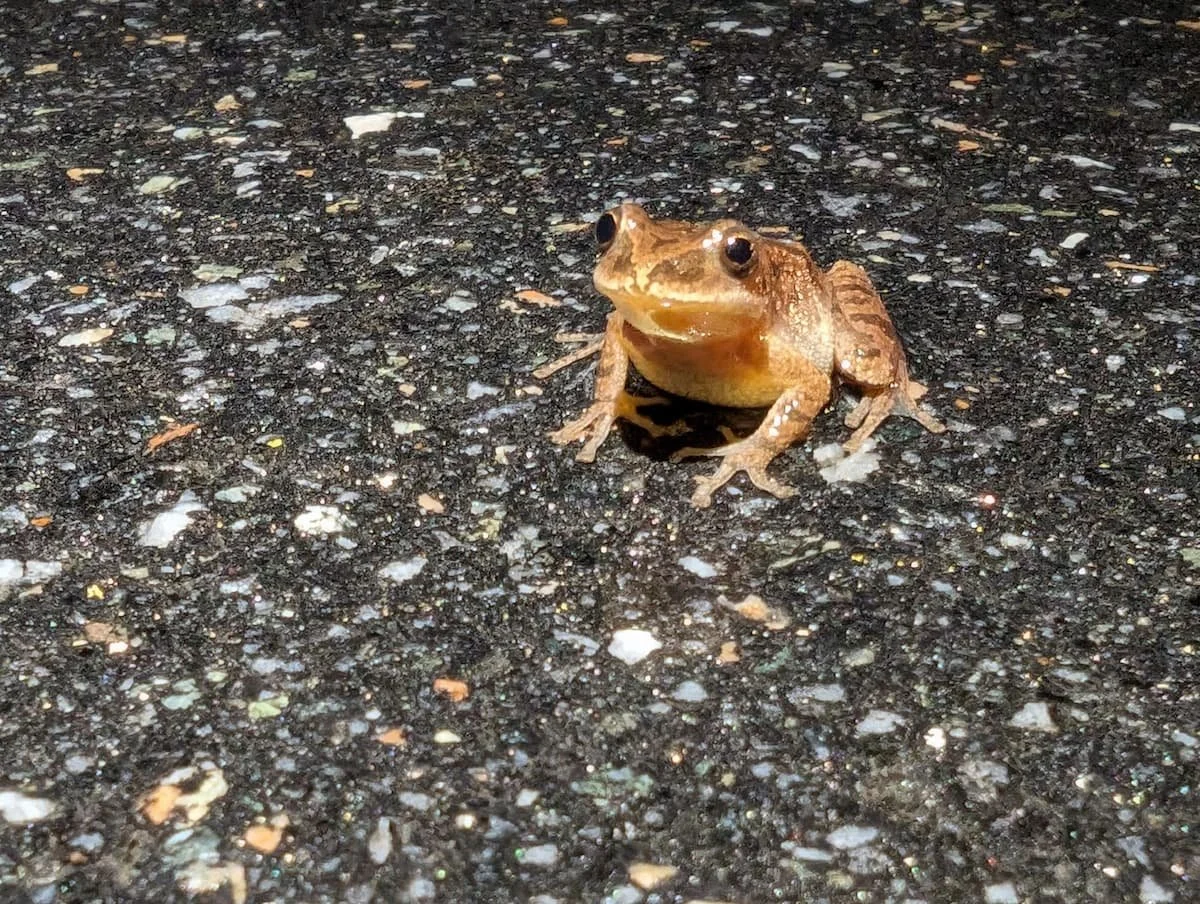 Have You Heard of Bioacoustics? — EcoSpark