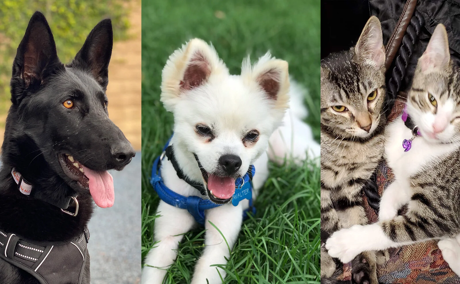 dog rescue songs