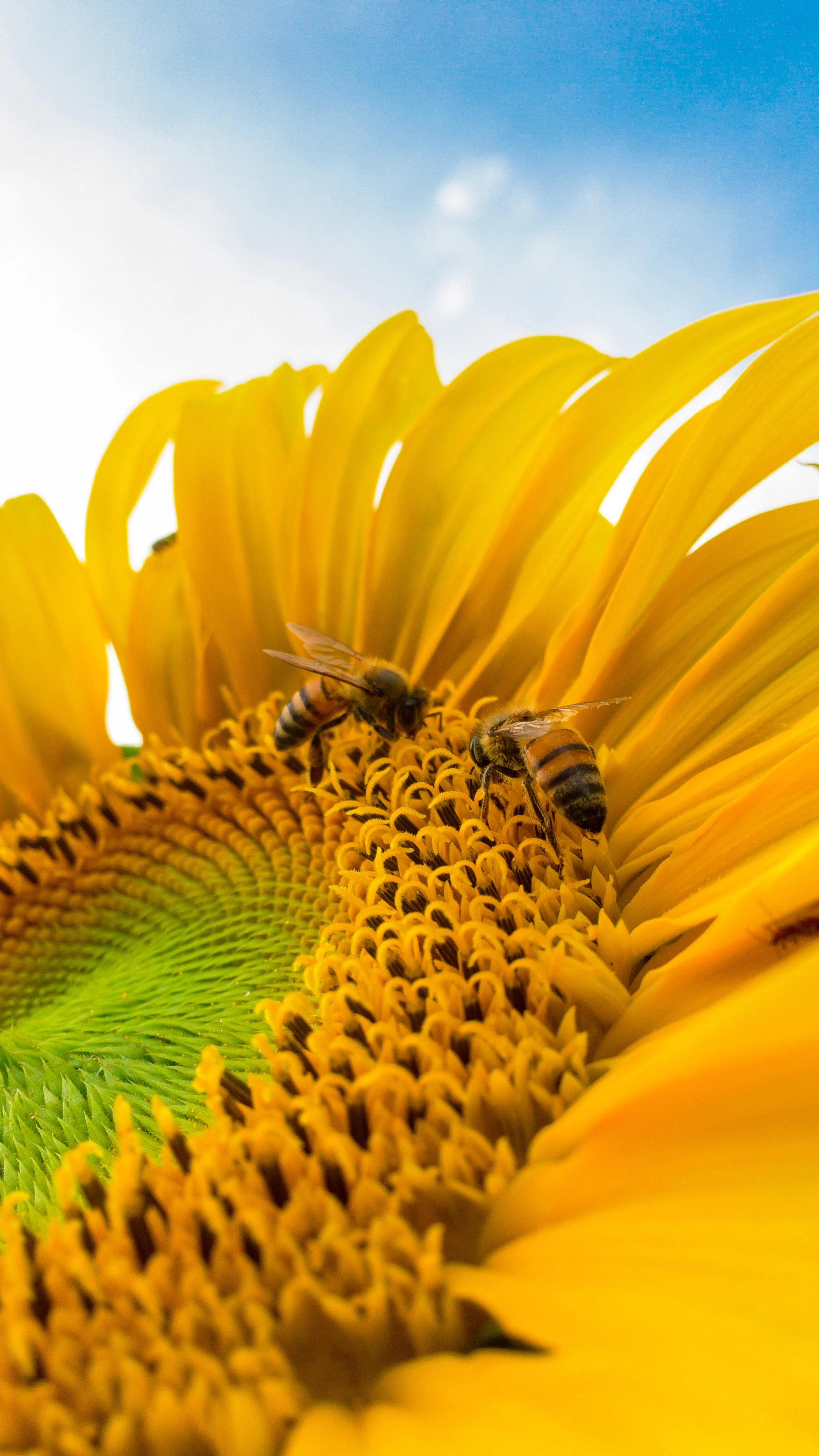 Sunflower ––– to all the lonely people in the world    by Ruiting Zhao