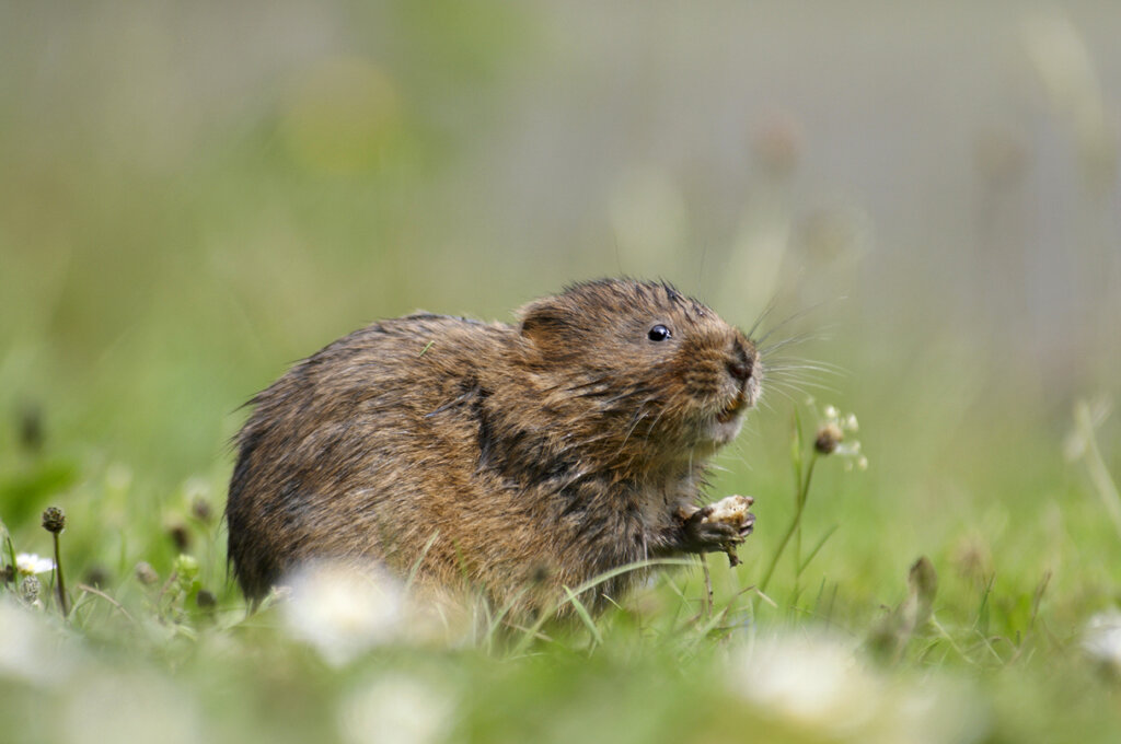 Water vole holidng daisy_02.jpg