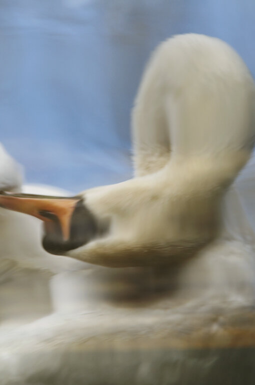 Swan reflection_02.jpg