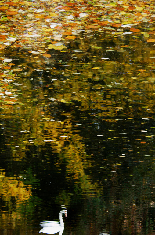 Swan reflection.jpg