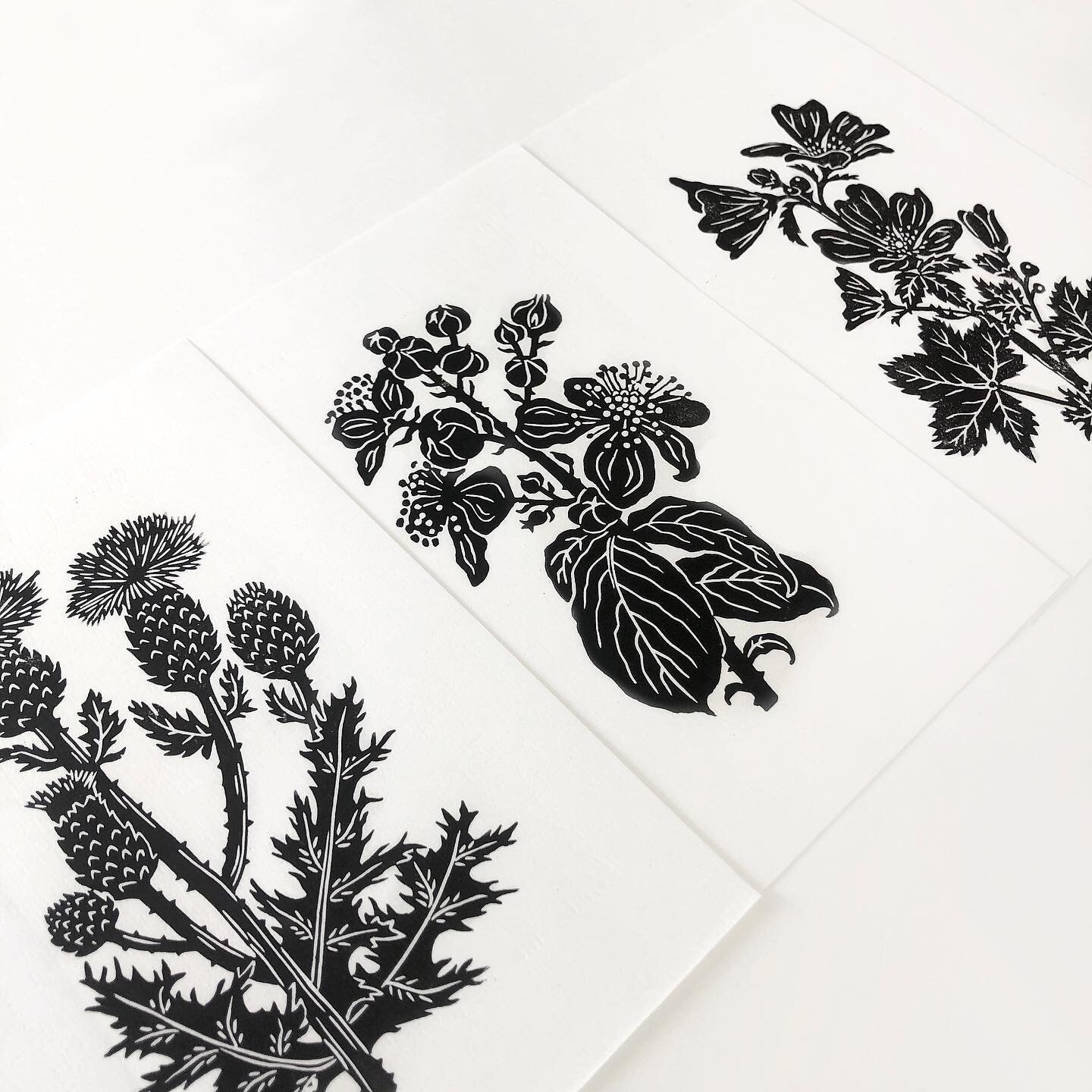 I printed the remaining 2 prints yesterday at @lawrenceprintmaking that make up this little trio of botanical linocuts 

@lawrence_art_studio #printprocess #lino #linoprintmaking #linocut #newprint #blockprint #printmaking #printmakinguk #handcarved 