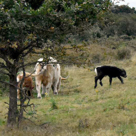 Exciting News from the Ewshot Cows