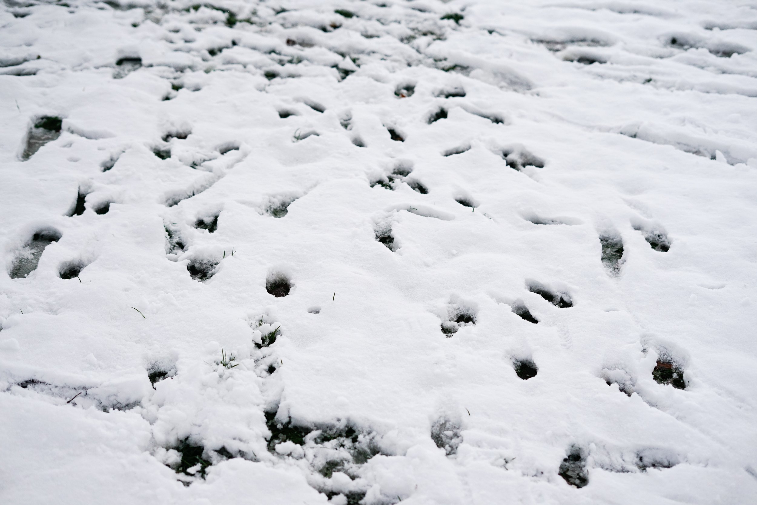 Snow steps - London 2022