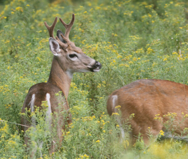 deer-meadow-heartsong-sanctuary.jpg