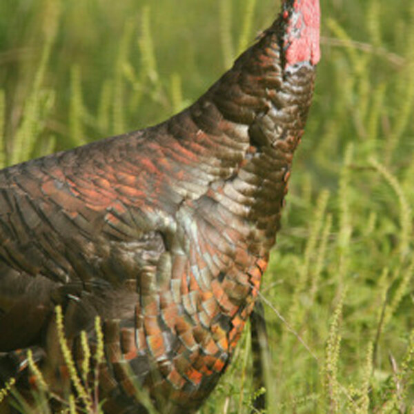 wild-turkey-side-heartsong-sanctuary.jpg