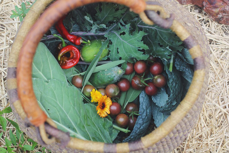  A basket from our garden’s bounty 