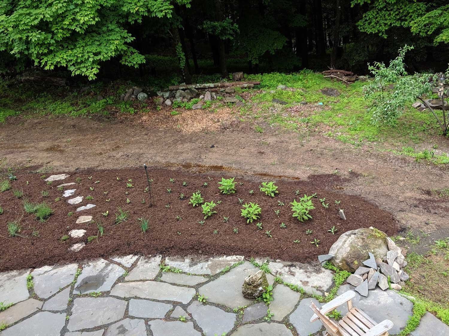 lavender bed mulching