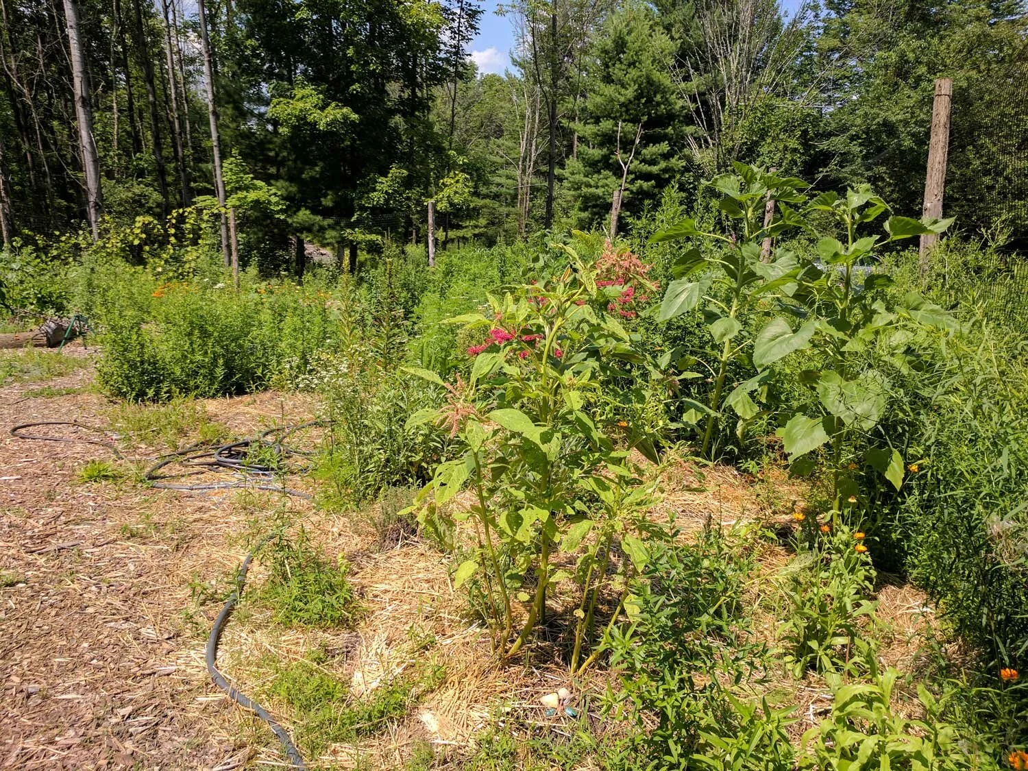 garden-greenery-heartsong-sanctuary.jpg
