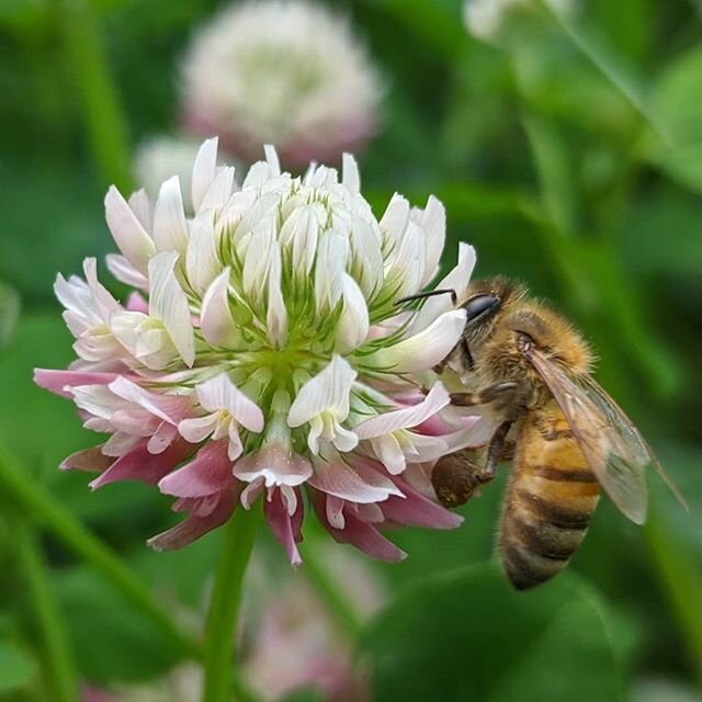 A Clover and one Bee