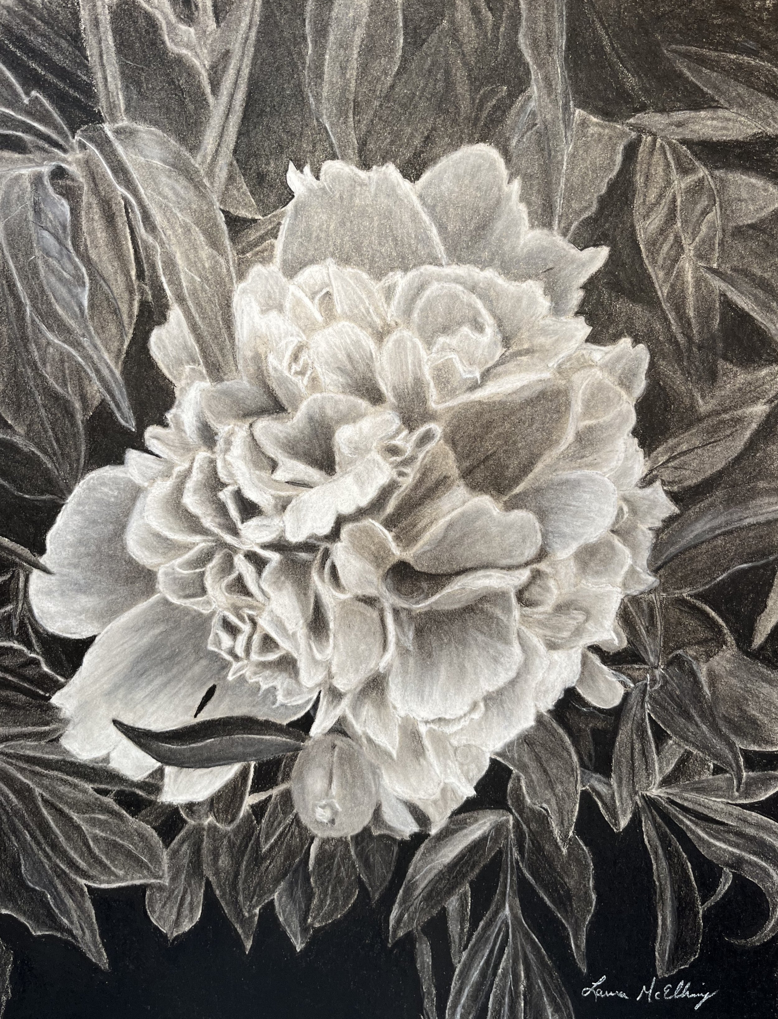 pink peony, charcoal on toned grey paper