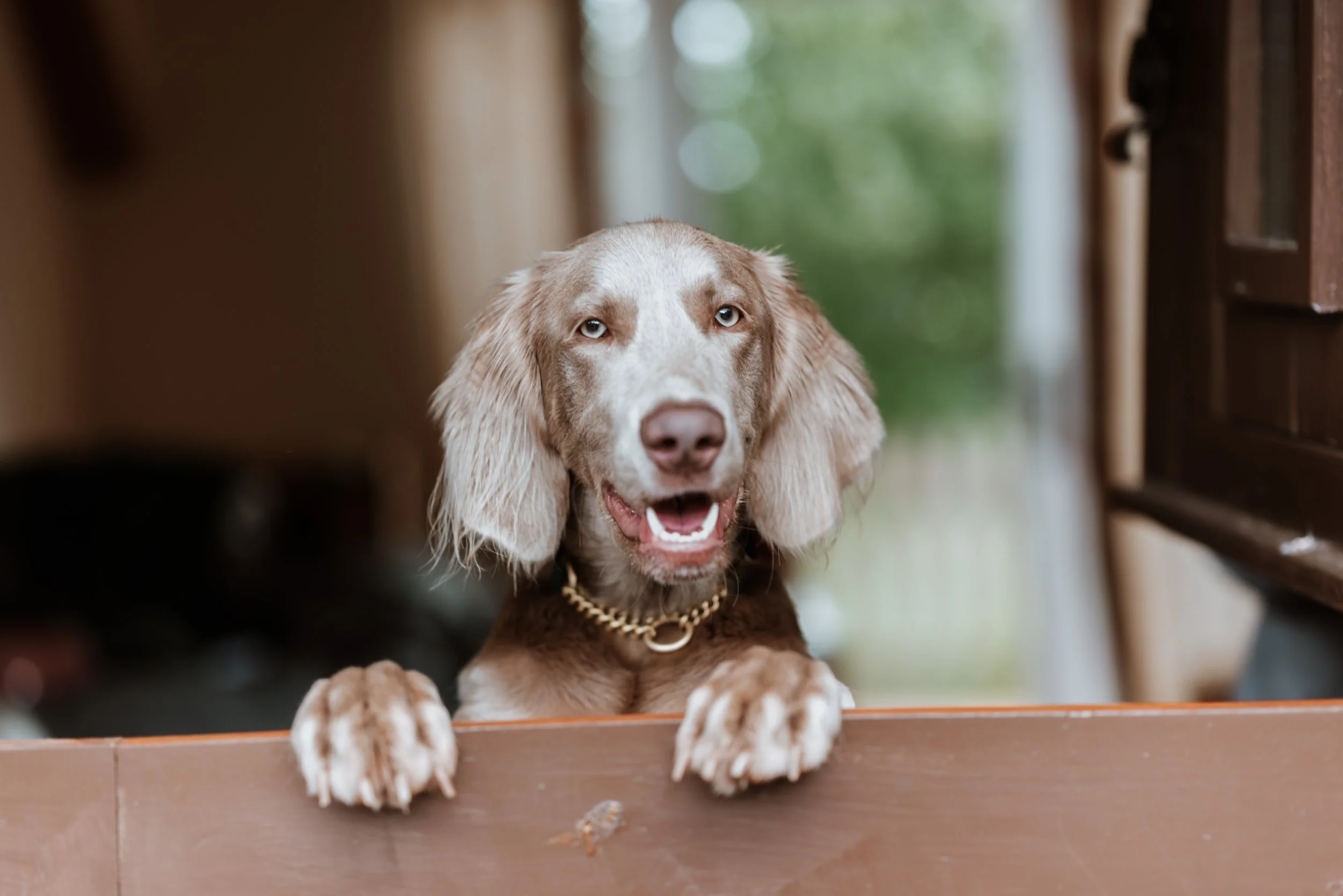 dog 