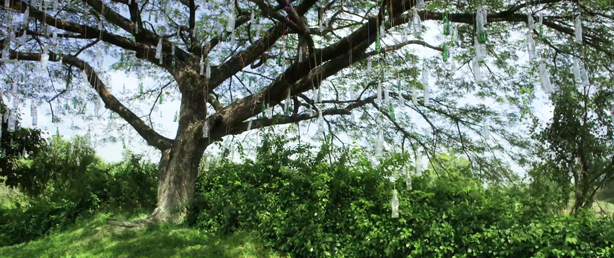 Pepsi_Cover_Tree2_brighter.png