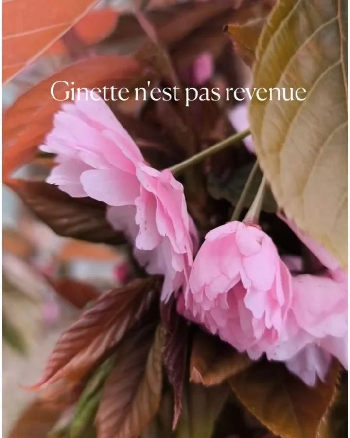Ginette n&rsquo;est pas revenue.

Je guette pourtant.
Un peu chaque jour, sans en avoir l&rsquo;air.
Le cerisier est pr&ecirc;t, les branches aussi.
Mais le ciel reste muet.

C&rsquo;est &eacute;trange, les habitudes qui deviennent des liens.
On ne s