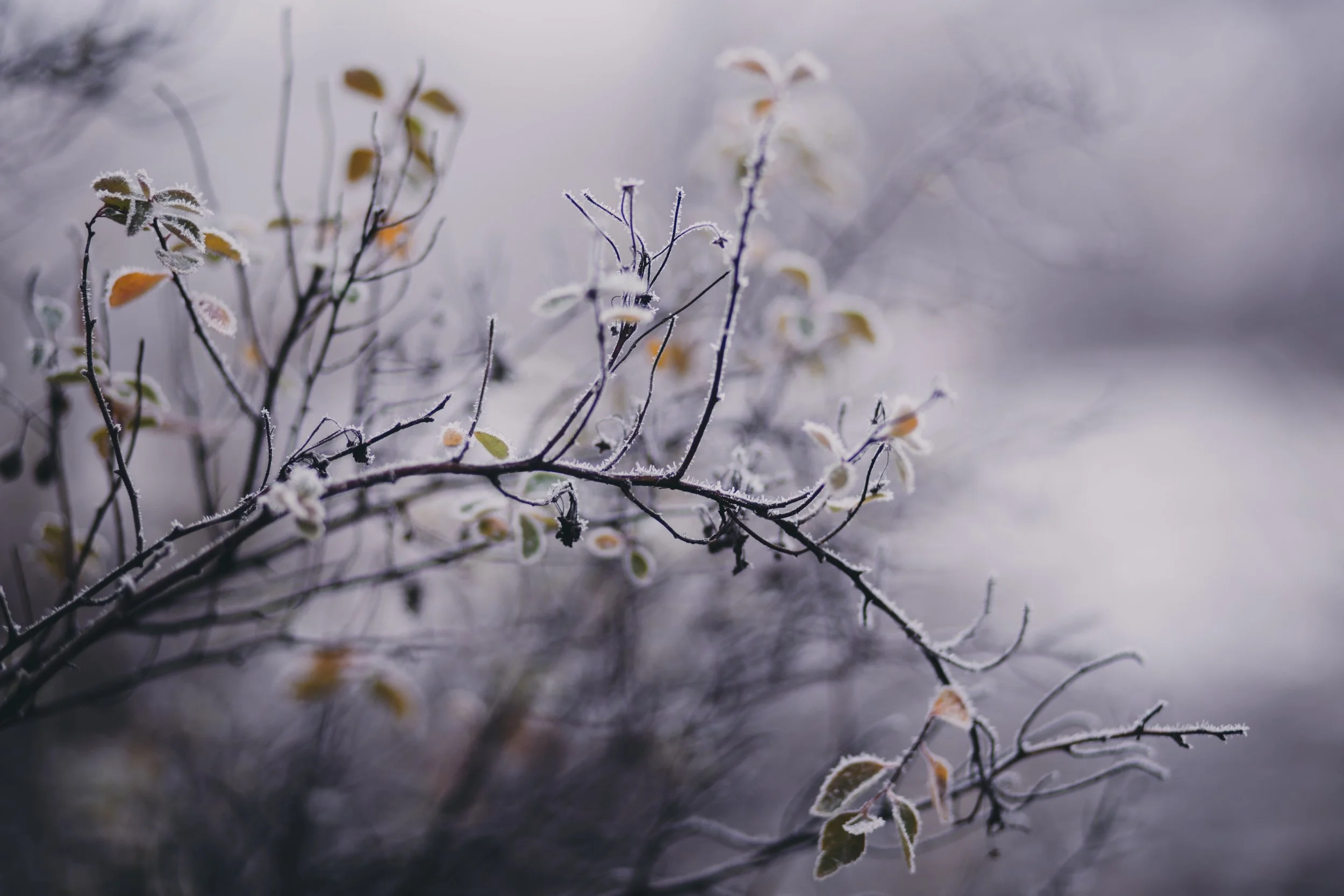 Winter Sangha 4.jpg