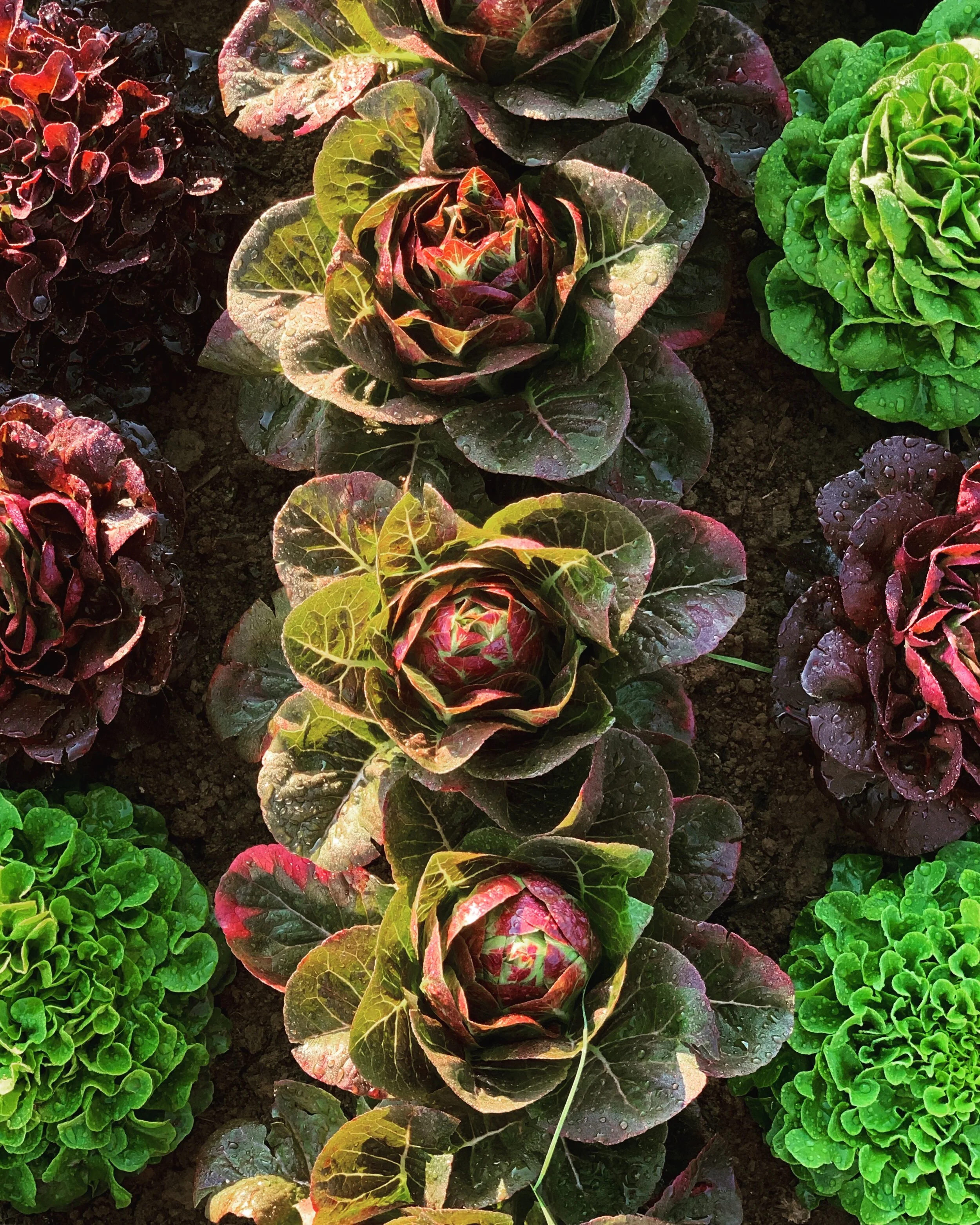 Harvest Club Membership (Farmer's Choice)