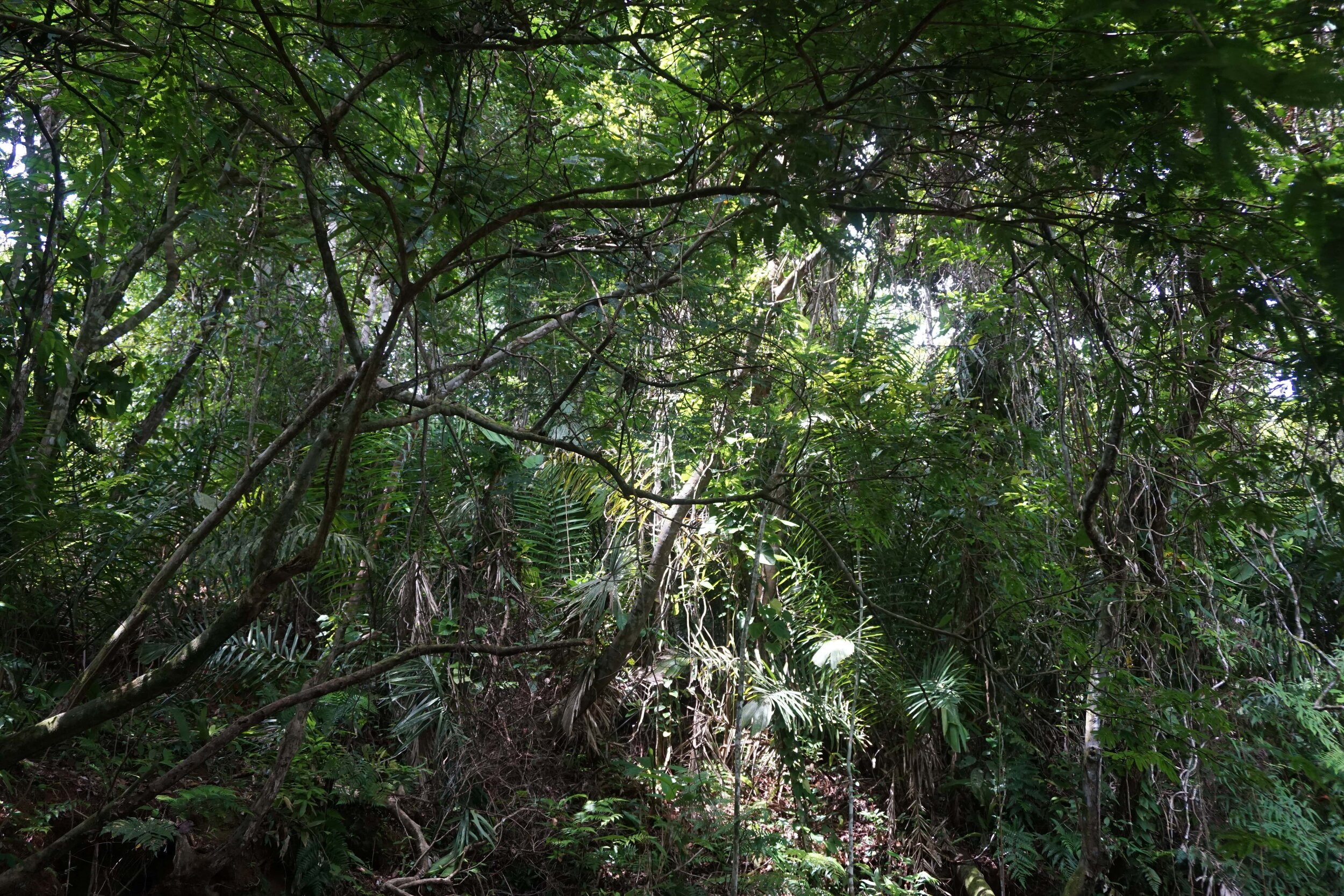 La Wayaka Tropic 8˚N Panama Residency 