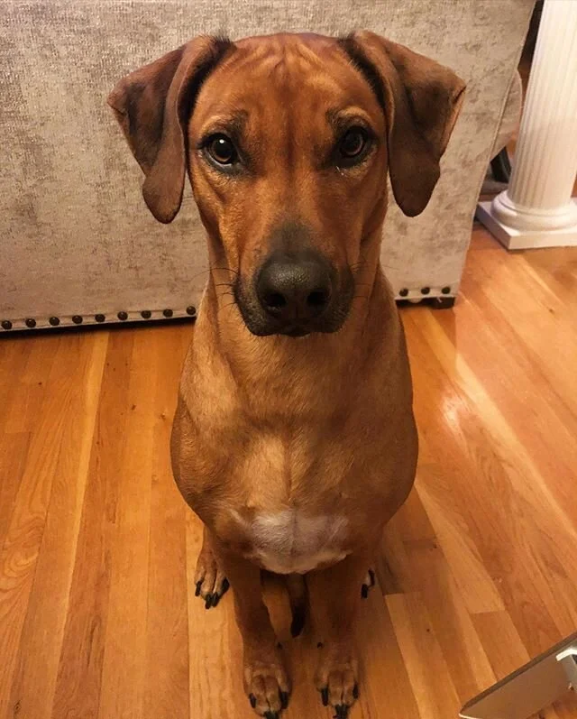 kaskazini ridgebacks