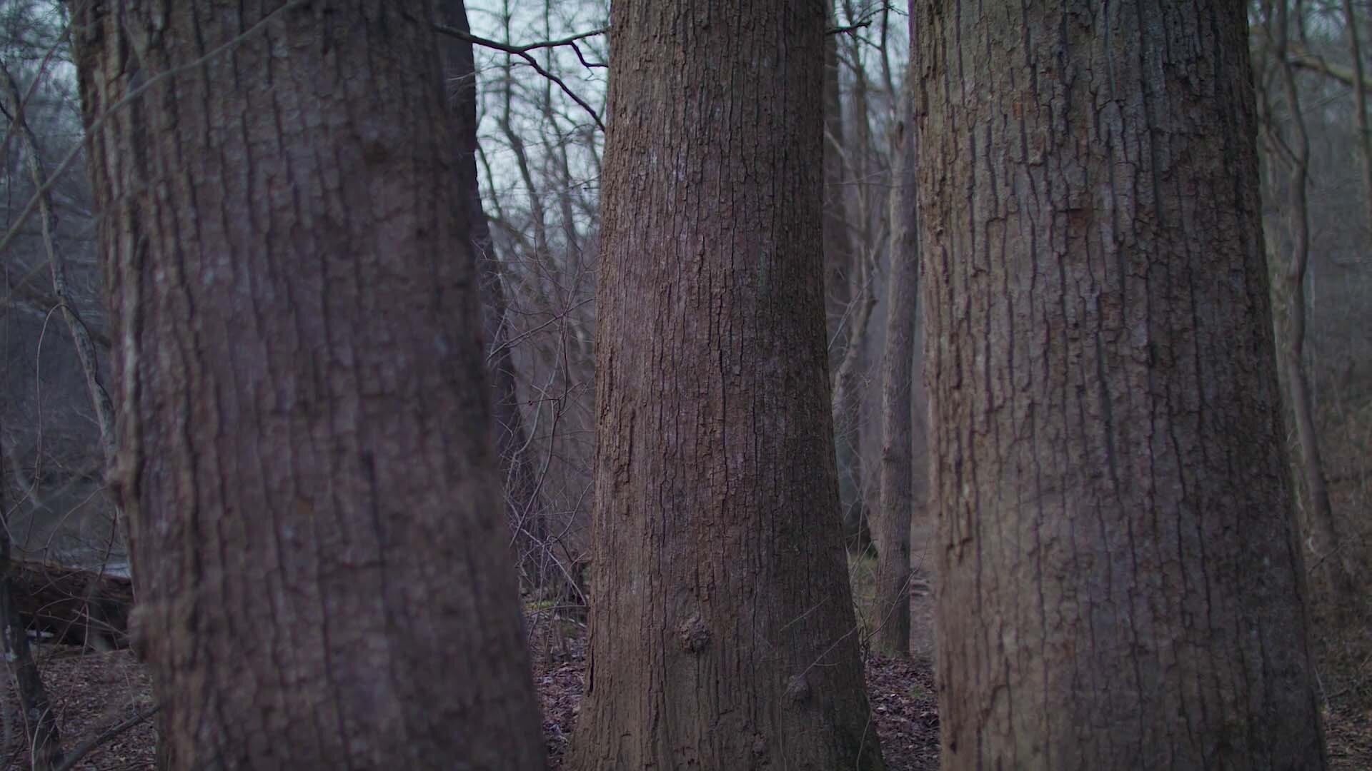 Wrinkled barks of a group of trees, mirroring old folk standing together.