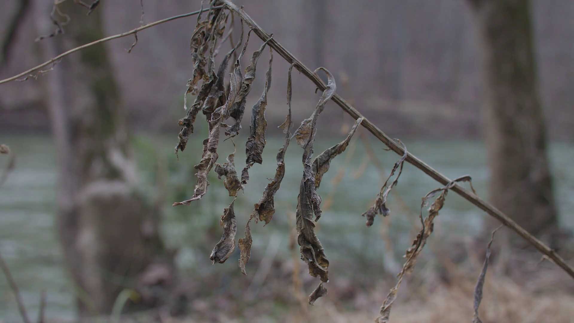 Withered leaves hang off a thin branch, like bells.