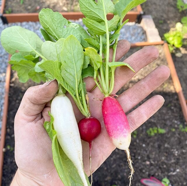 First arugula and radish ready. Look at that pink!! I couldn&rsquo;t resist. The fraggles would be happy. 😉Our Saturday salad just got really pretty. 🥗 I finished fixing up my little garden plot today. I planted new seeds but I also was happy to ha