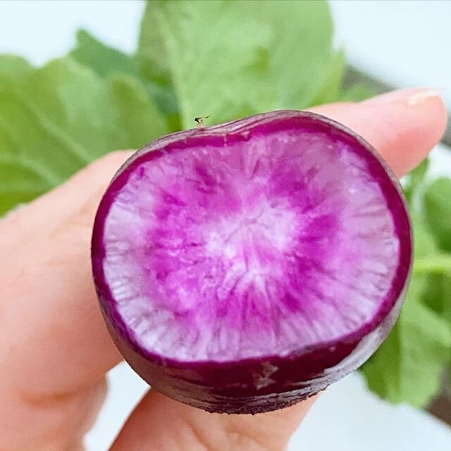 The cutest little garden helper watered all the veggies last night and picked lettuce and a few radishes. Look at this purple little beaut! Serious fiber art inspiration. I love the easter basket radish mix, each one you pull is a surprise color. Exc