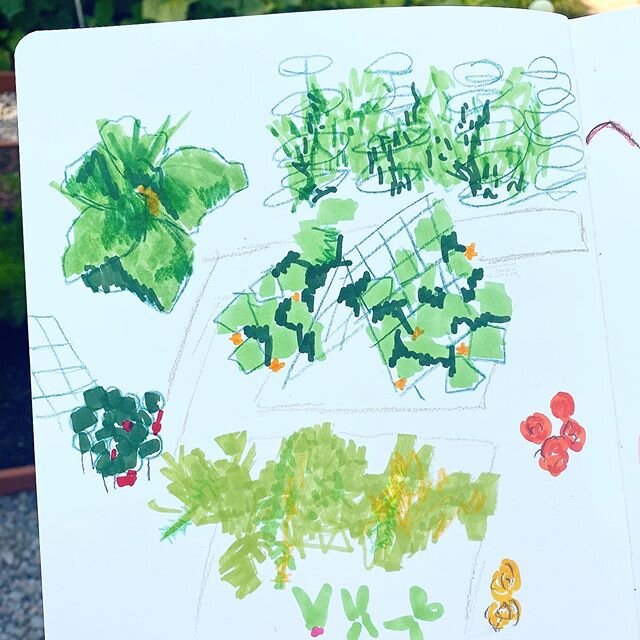 Garden quick sketches this evening. Everything is exploding with life right now and it&rsquo;s filling in. Love those dark green nasturtiums with their bold red flowers. 💚
#nasturtium #gardensketchbook #summersketch