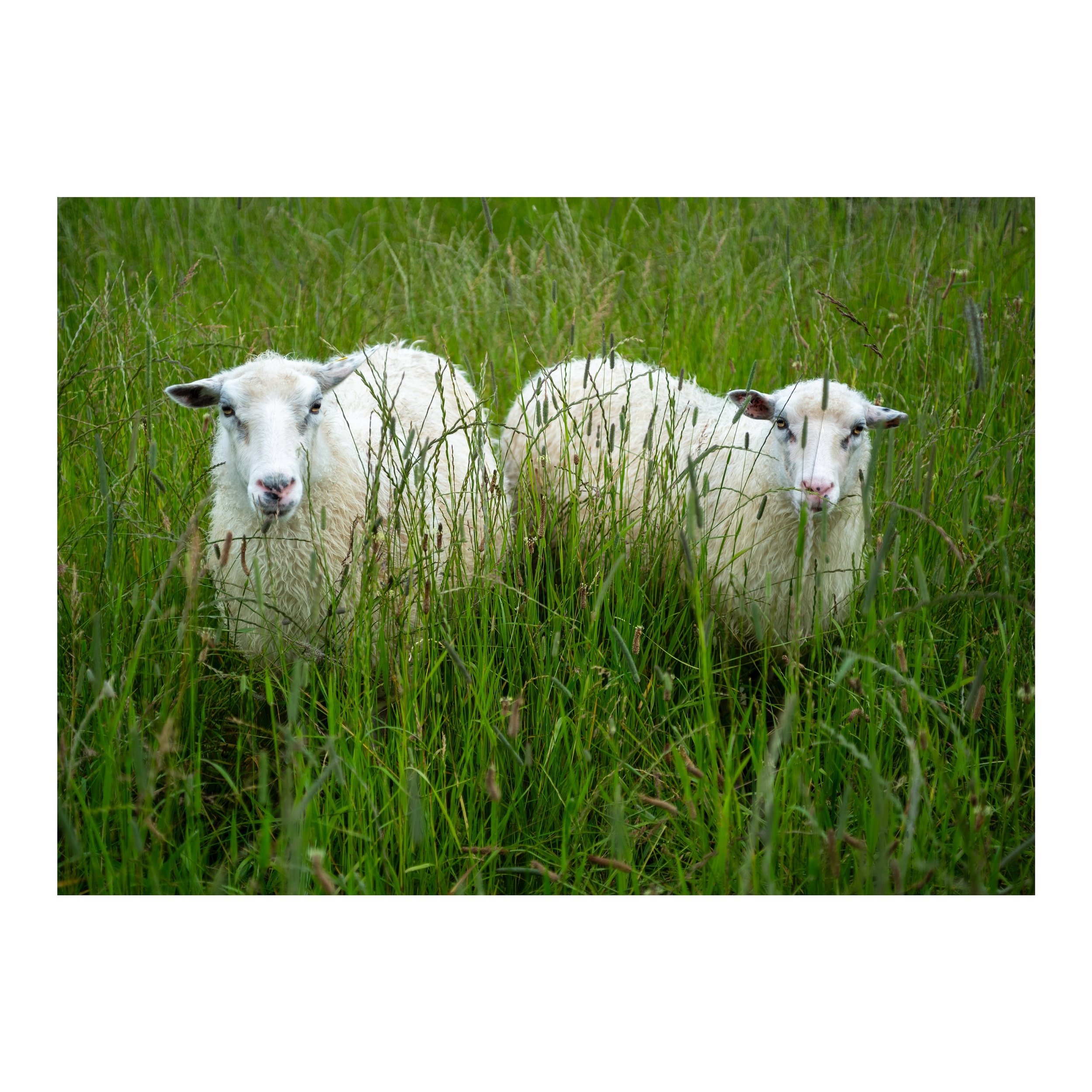 Twins p&aring; @studiegaarden #studiegårdenm&oslash;n @visitmoen #visitmoen #vindeb&aelig;k #visitmoensklint #m&oslash;nsklint #bedandbreakfast #studieg&aring;rdenp&aring;m&oslash;n #ets&aelig;rligtstedvedhavet #bes&oslash;gegartwork #bedandbreakfas