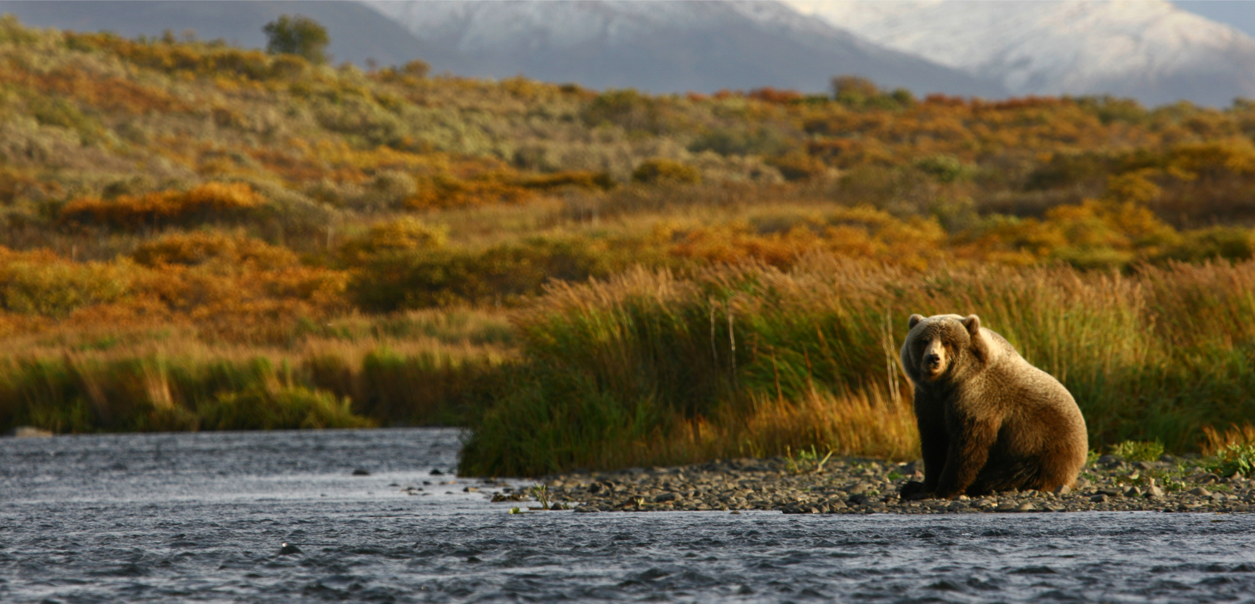   Kodiak Grizzly Brown Bear | Kodiak Marine Charters   Access remote hunting areas around Kodiak, Alaska!  We do drop off/pick up transportation trips or can offer a full package including transportation, lodging and meals for the duration of your DI