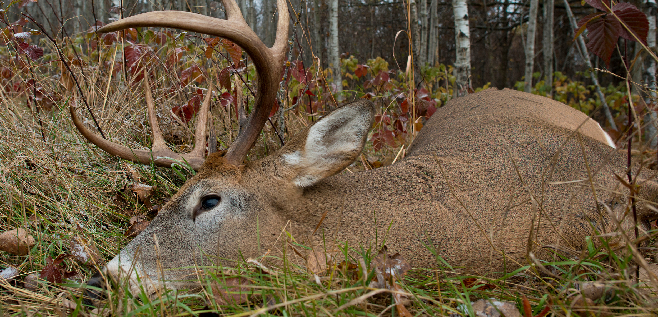   4 point Sitka black tail deer | Kodiak Marine Charters   Access remote hunting areas around Kodiak, Alaska!  We do drop off/pick up transportation trips or can offer a full package including transportation, lodging and meals for the duration of you