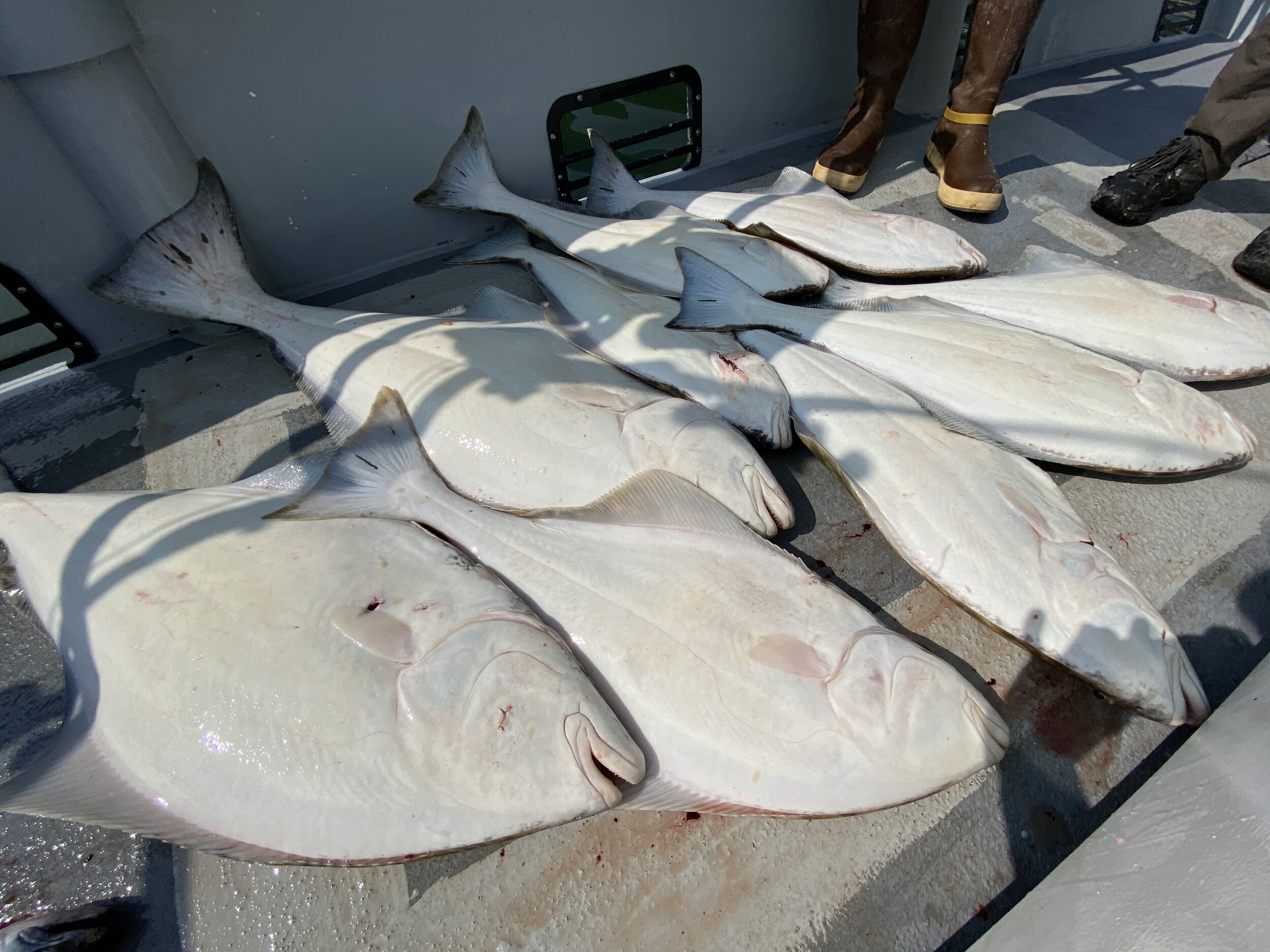   Fish for halibut with Kodiak Marine Charters in Kodiak, AK   Book your full day or private charter and spend a day on the water catching salmon, halibut, rock fish and ling cod! 