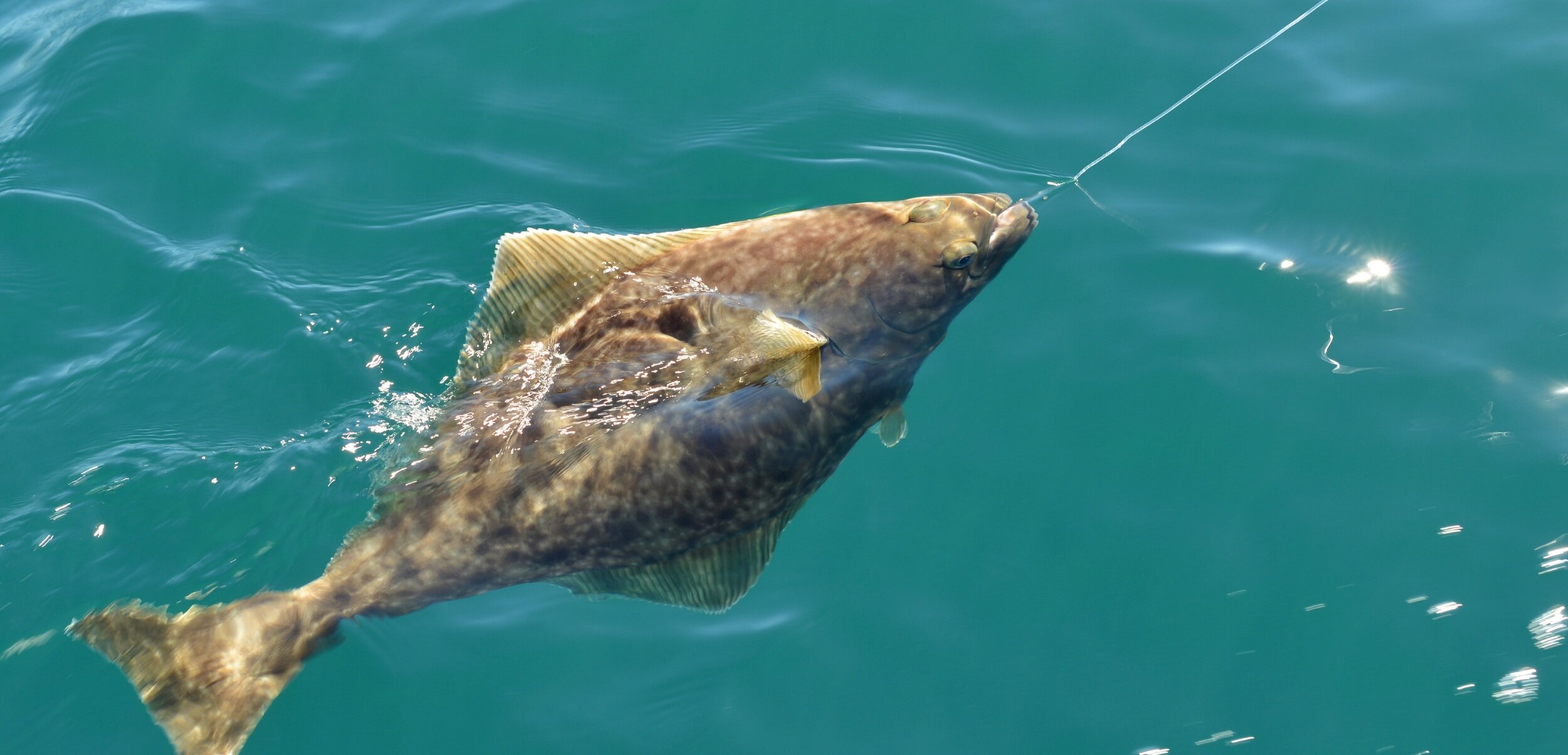 Kodiak Fishing Charters, Charter Fishing Trips