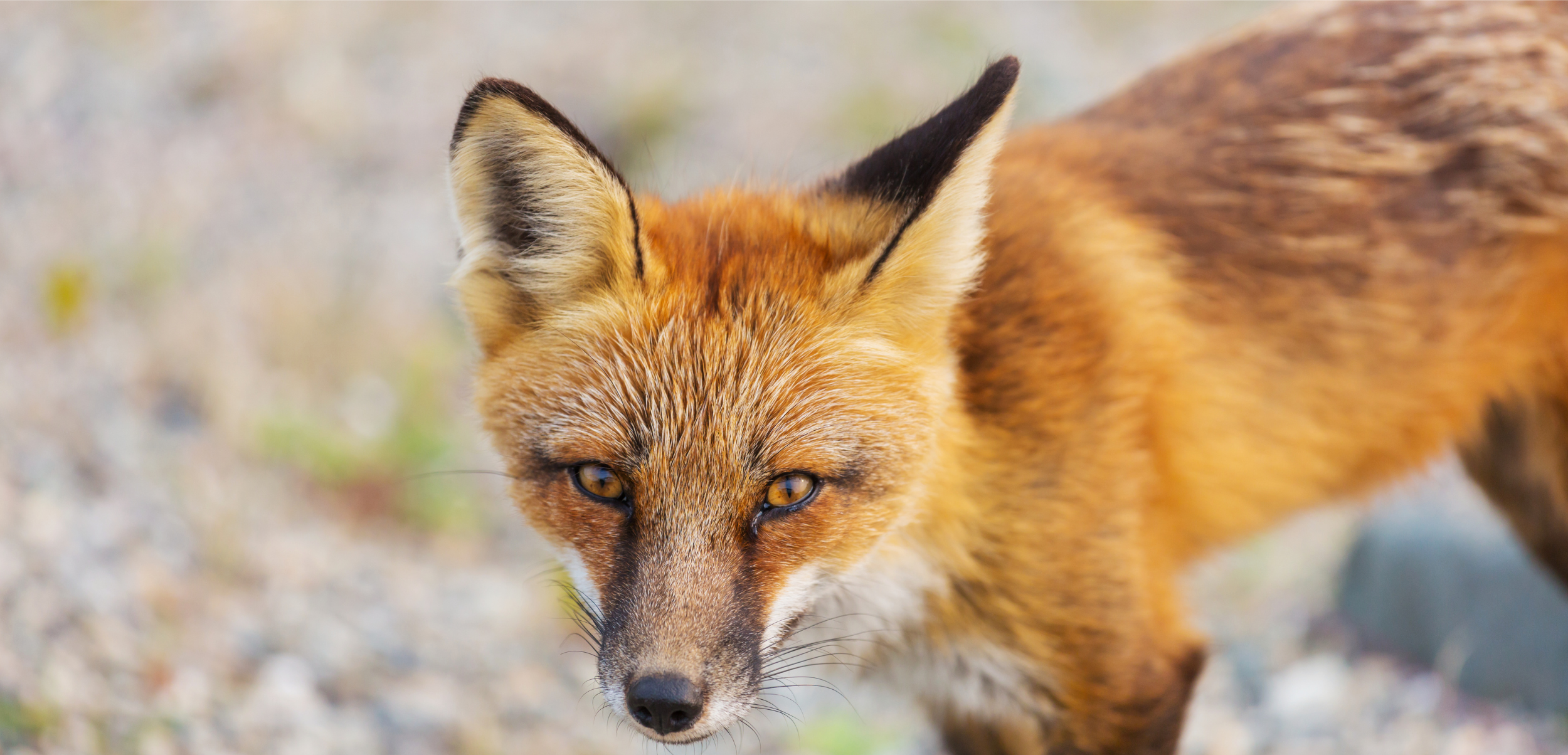   Kodiak Red Fox | Kodiak Marine Charters   Access remote hunting areas around Kodiak, Alaska!  We do drop off/pick up transportation trips or can offer a full package including transportation, lodging and meals for the duration of your DIY hunt! 