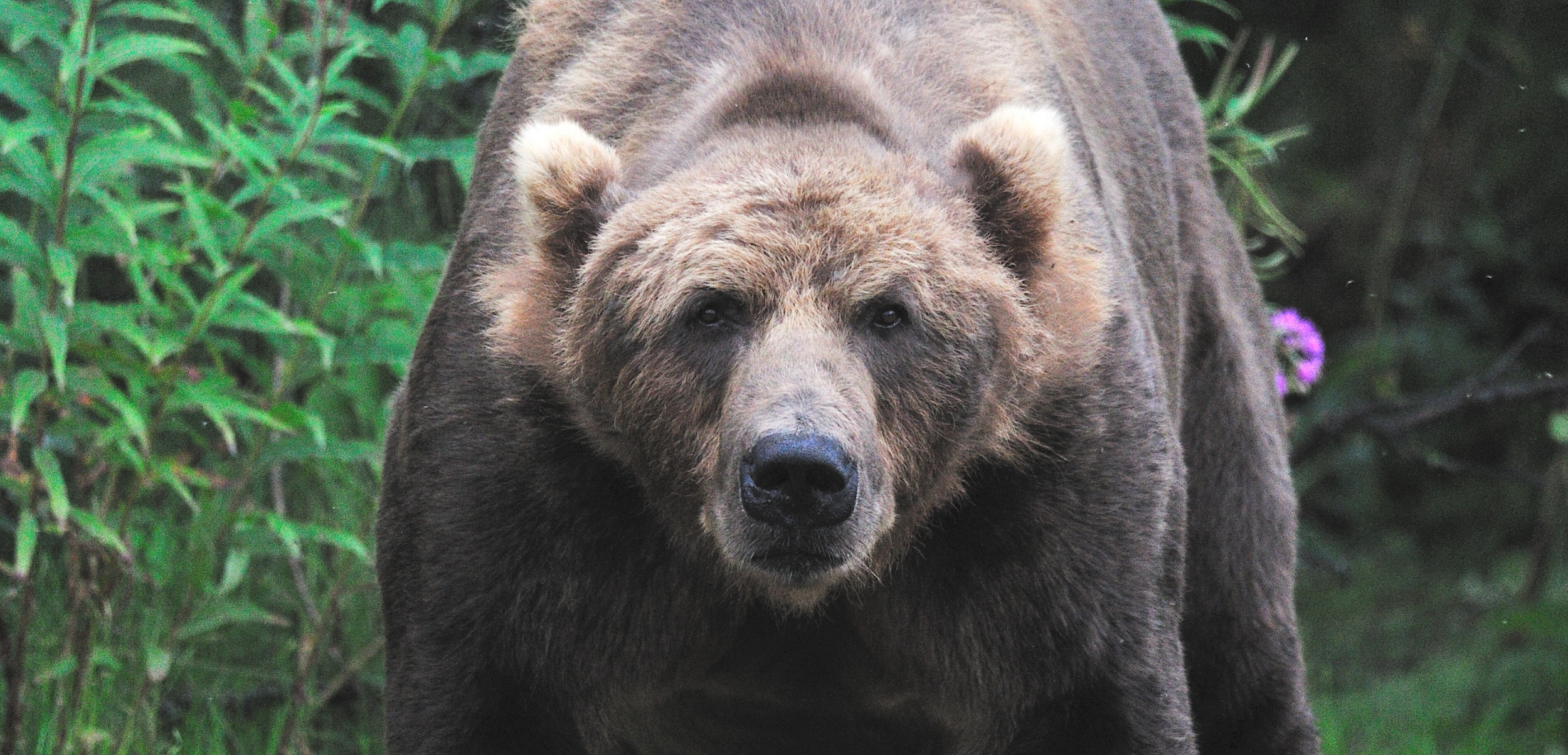   Bag your Kodiak Brown bear | Kodiak Marine Charters   Access remote hunting areas around Kodiak, Alaska!  We do drop off/pick up transportation trips or can offer a full package including transportation, lodging and meals for the duration of your D
