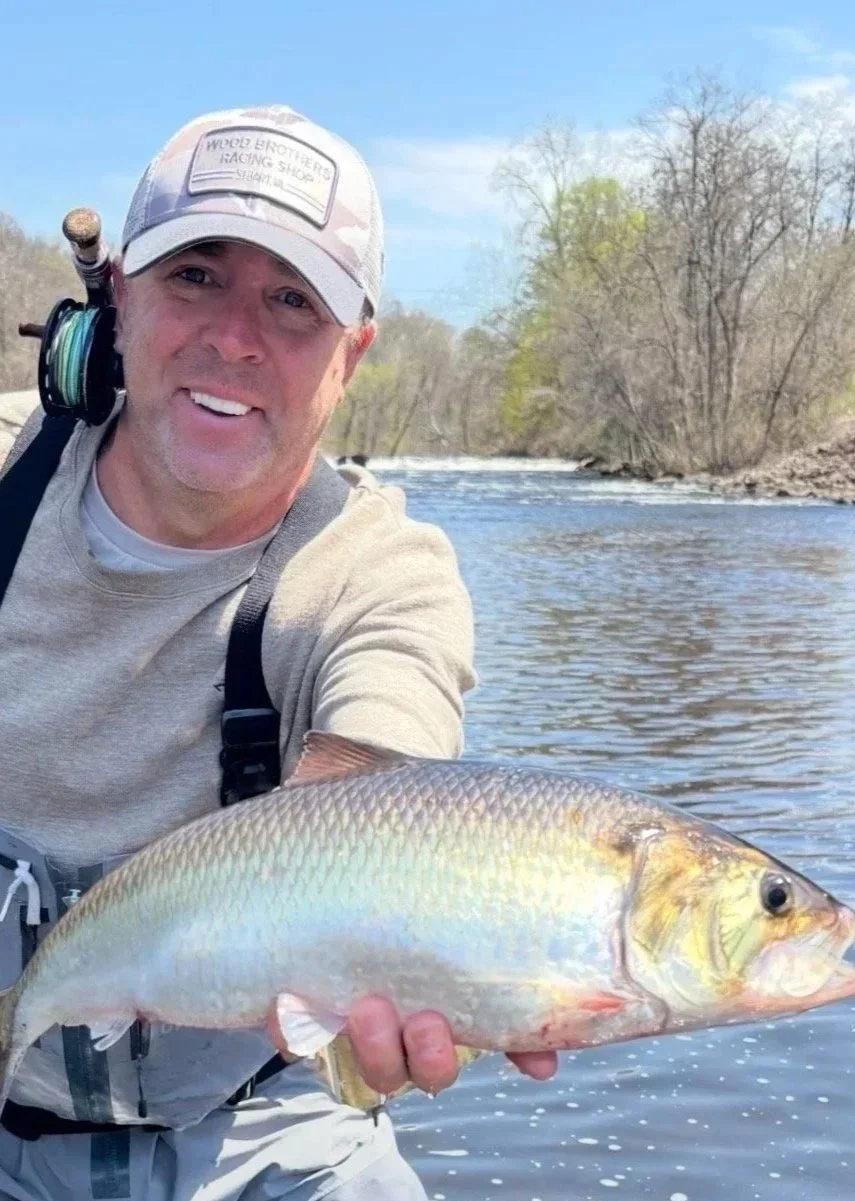 Urban Fly Fishing for American Shad in the Connecticut River Valley, Massachusetts!